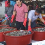 frischer-fisch frischer-fisch